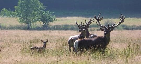 cerf